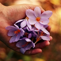 Ladybugs Flowers