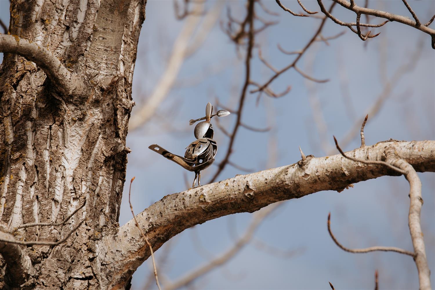 Magpies